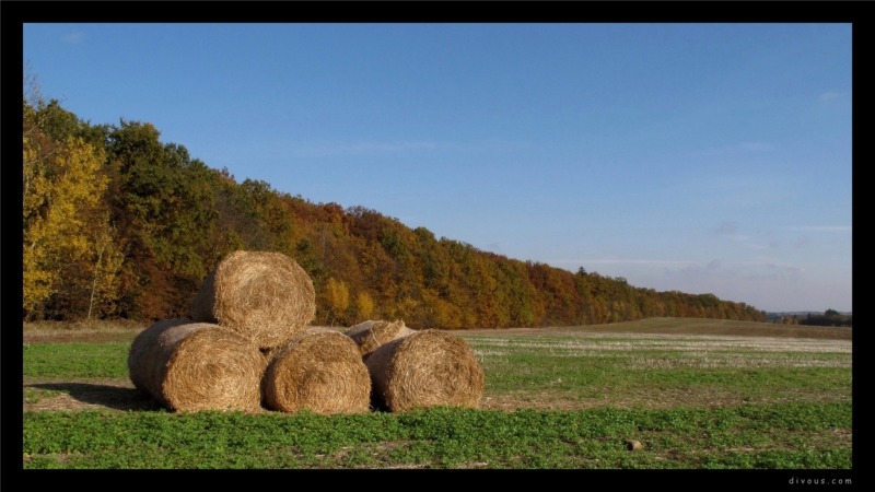 Podzimn Milovsk les